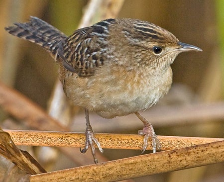 Wrens, Kinglets, and Gnatcatchers | Outdoor Alabama